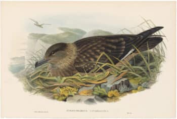 Gould Birds of Great Britain, Pl. 359, Great Skua