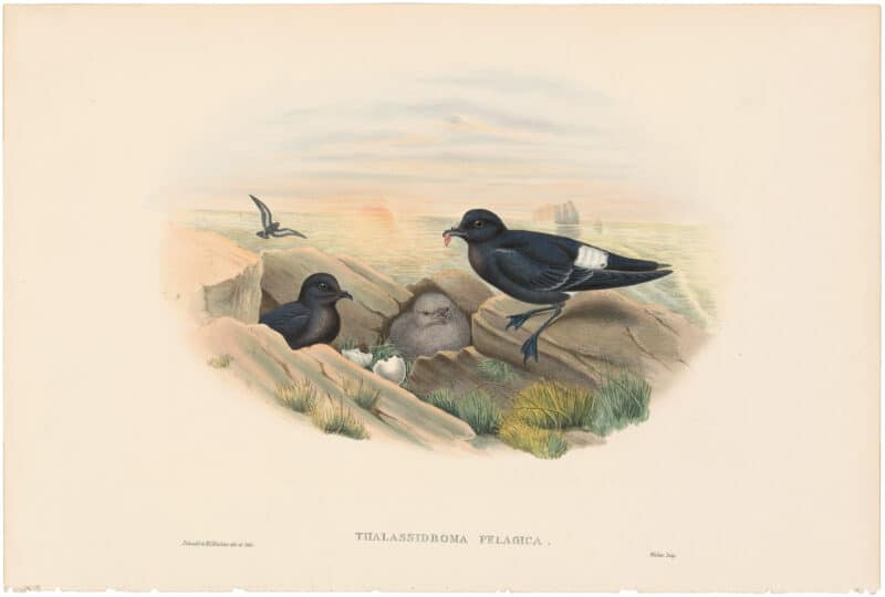 Gould Birds of Great Britain, Pl. 367, Storm-Petrel