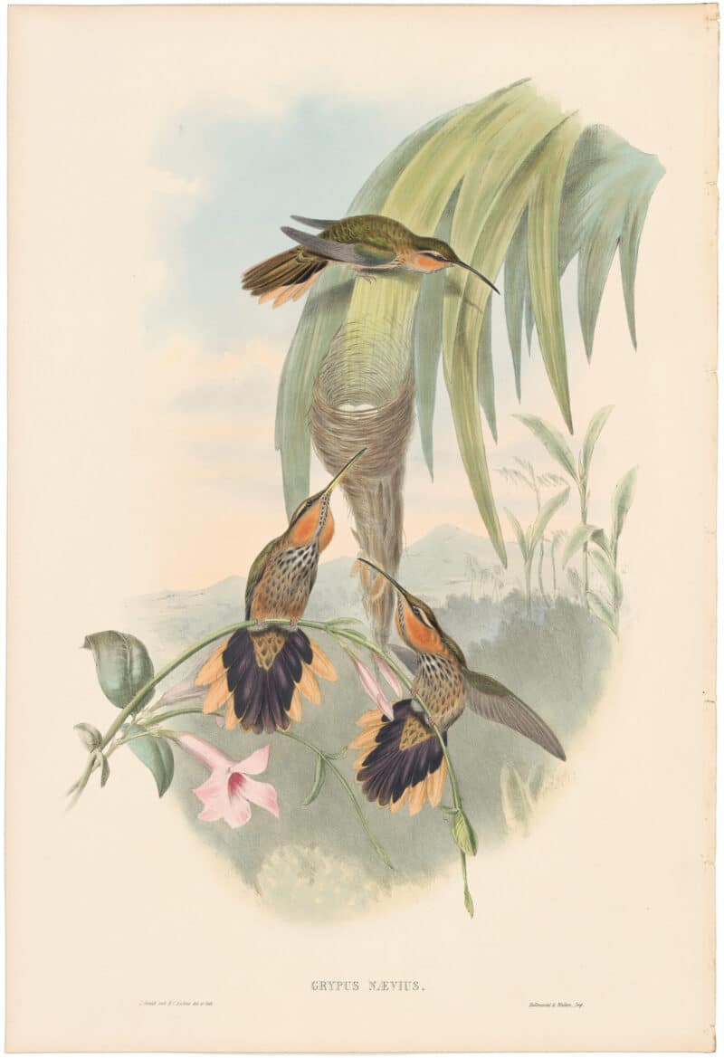 Gould Hummingbirds Pl. 1, Saw-bill