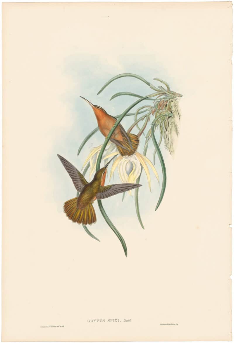 Gould Hummingbirds, Pl. 2, Spix's Saw-bill