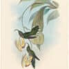 Gould Hummingbirds, Pl. 3, Sickle bill