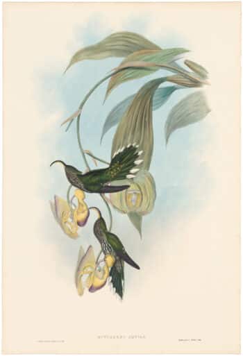 Gould Hummingbirds, Pl. 3, Sickle bill