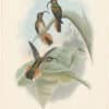 Gould Hummingbirds, Pl. 4, Condamine's Sickle-bill