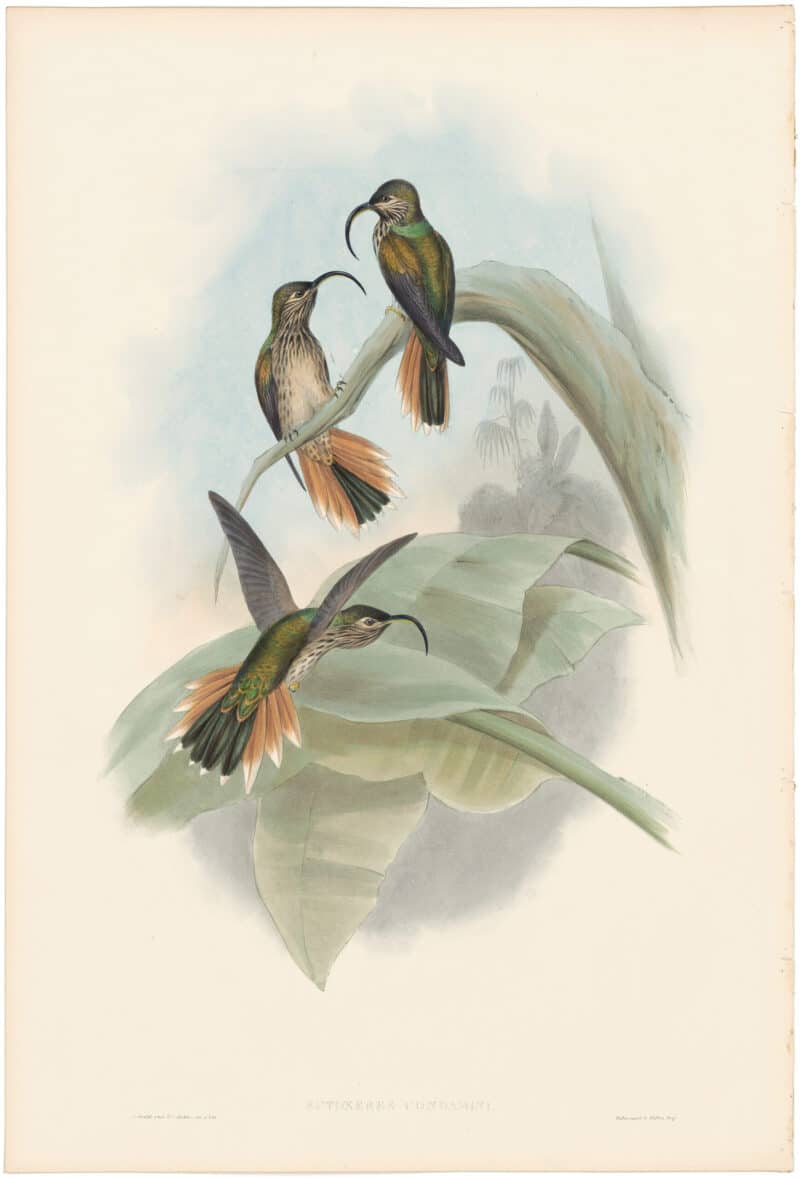 Gould Hummingbirds, Pl. 4, Condamine's Sickle-bill