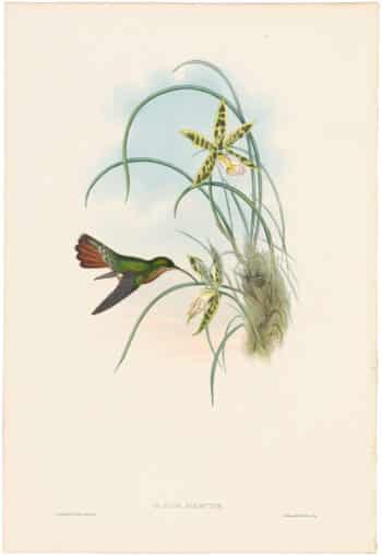 Gould Hummingbirds, Pl. 5, Hairy Hermit