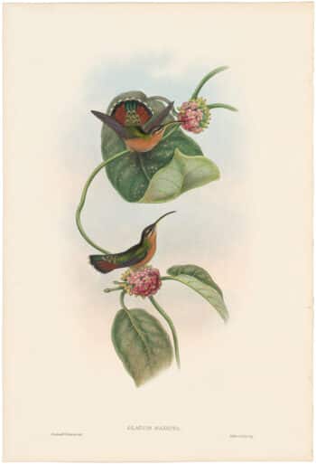 Gould Hummingbirds, Pl. 6, Mazeppa Hermit