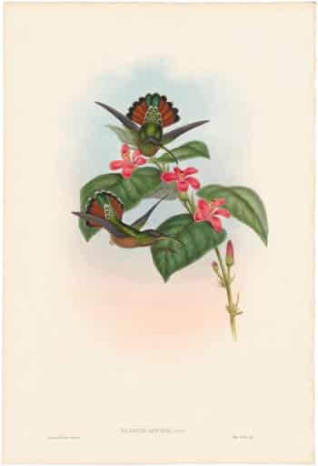Gould Hummingbirds, Pl. 7, Allied Hermit