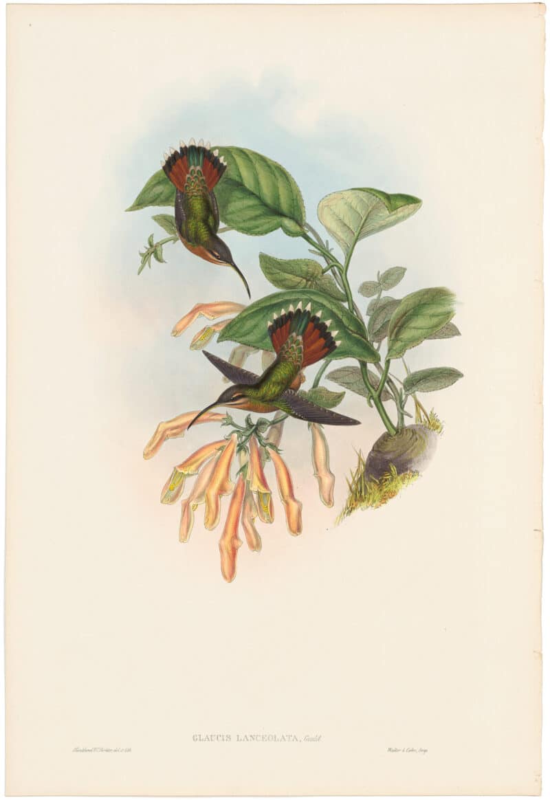 Gould Hummingbirds, Pl. 8, Lanceolate Hermit
