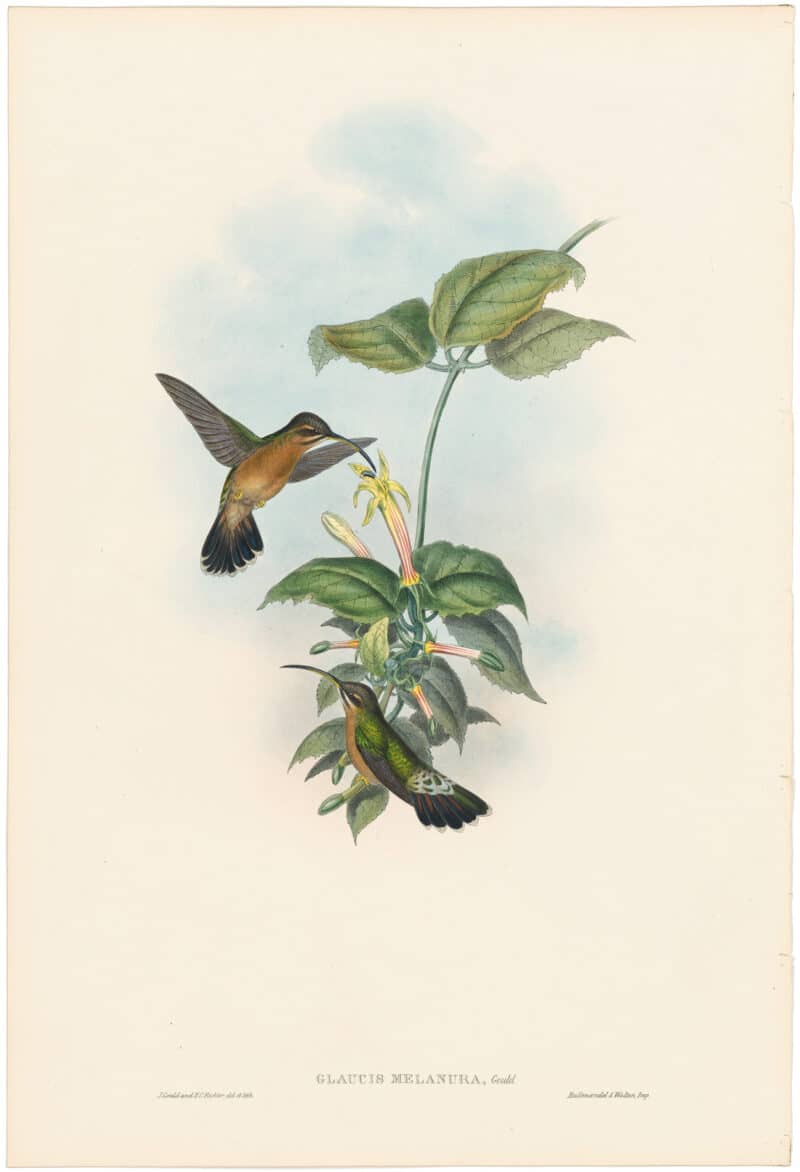 Gould Hummingbirds, Pl. 9, Black-tailed Hermit