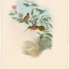 Gould Hummingbirds, Pl. 10, Dohrn's Hermit
