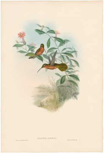 Gould Hummingbirds, Pl. 10, Dohrn's Hermit