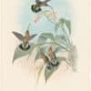 Gould Hummingbirds, Pl. 11, Rucker's Hermit