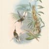 Gould Hummingbirds, Pl. 13, White-tailed Barbed-throat