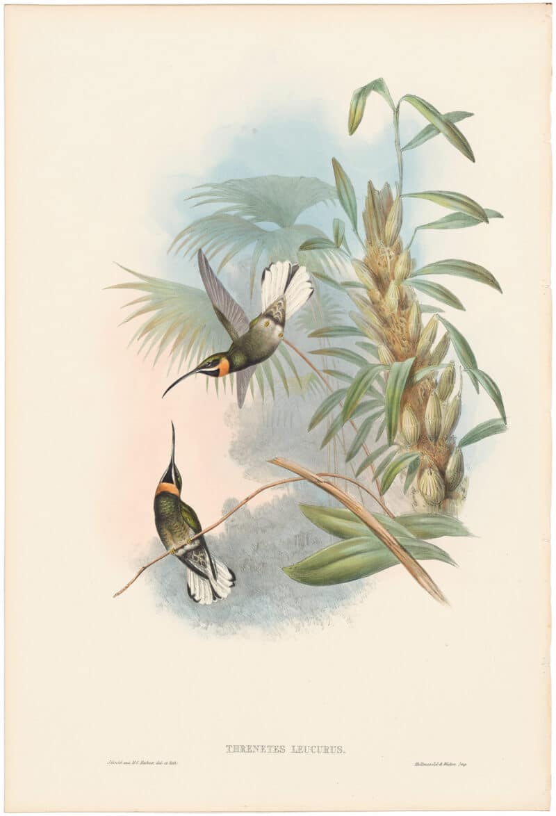 Gould Hummingbirds, Pl. 13, White-tailed Barbed-throat
