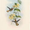 Gould Hummingbirds, Pl. 14, Fawn-tailed Barbed-throat