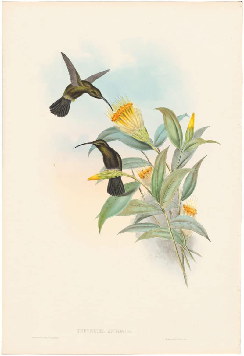 Gould Hummingbirds, Pl. 15, Sooty Barbed-throat