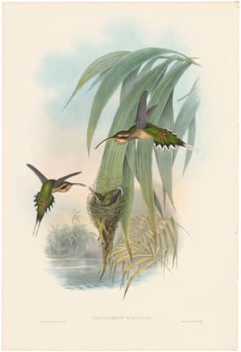 Gould Hummingbirds, Pl. 16, Eurynome Hermit