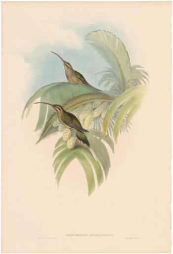 Gould Hummingbirds, Pl. 17, Cayenne Hermit