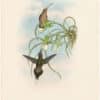 Gould Hummingbirds, Pl. 18, Allied Hermit