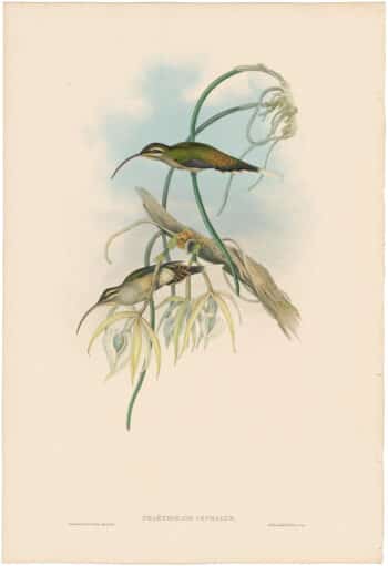 Gould Hummingbirds, Pl. 19, Mexican Hermit