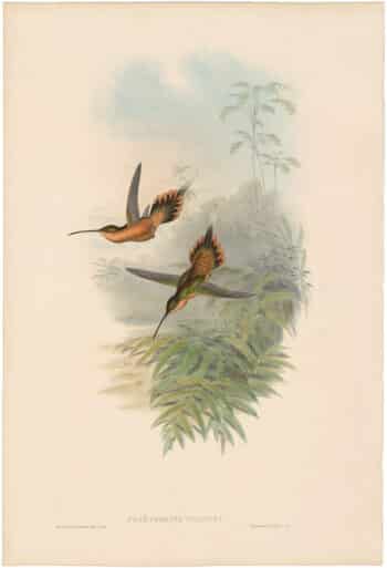 Gould Hummingbirds, Pl. 21, De Filippi's Hermit