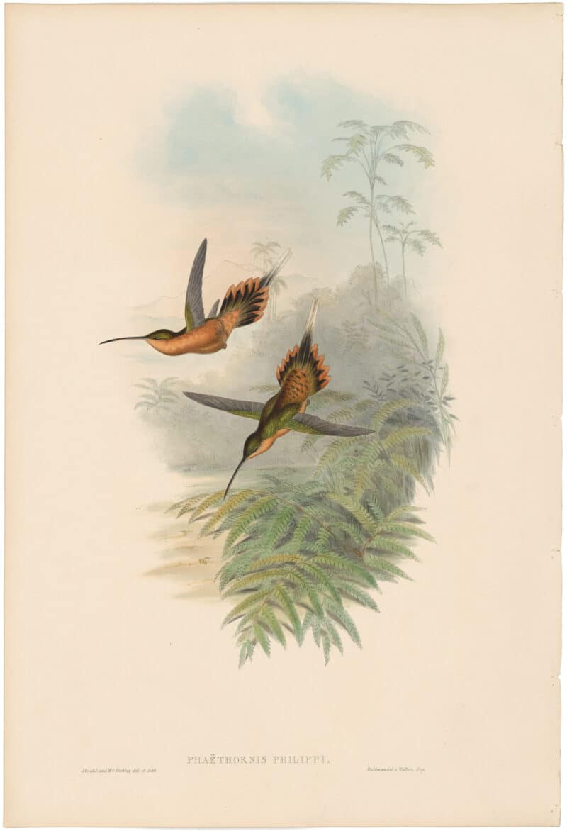 Gould Hummingbirds, Pl. 21, De Filippi's Hermit