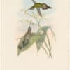 Gould Hummingbirds, Pl. 22, Hairy Hermit