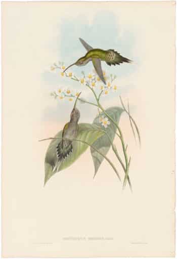 Gould Hummingbirds, Pl. 22, Hairy Hermit