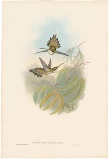 Gould Hummingbirds, Pl. 24, Pallid Hermit