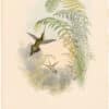 Gould Hummingbirds, Pl. 25, Bourcier's Hermit