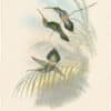 Gould Hummingbirds, Pl. 26, Guy's Hermit