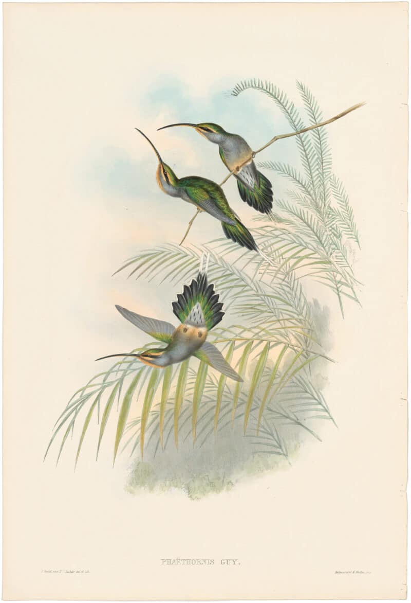 Gould Hummingbirds, Pl. 26, Guy's Hermit