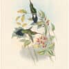 Gould Hummingbirds, Pl. 27, Yaruquian Hermit