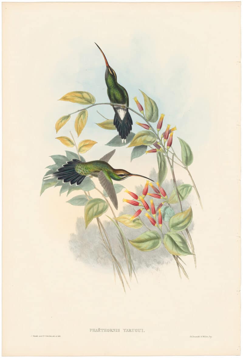 Gould Hummingbirds, Pl. 27, Yaruquian Hermit