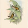 Gould Hummingbirds, Pl. 28, Pretre's Hermit