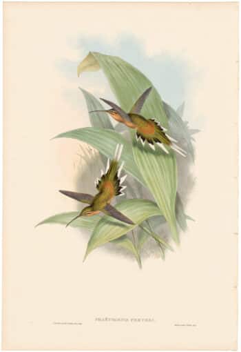 Gould Hummingbirds, Pl. 28, Pretre's Hermit