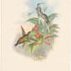 Gould Hummingbirds, Pl. 29, Salle's Hermit