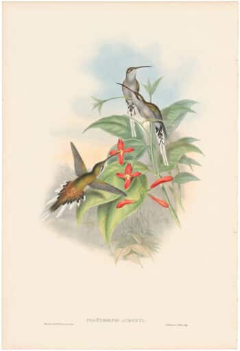 Gould Hummingbirds, Pl. 29, Salle's Hermit