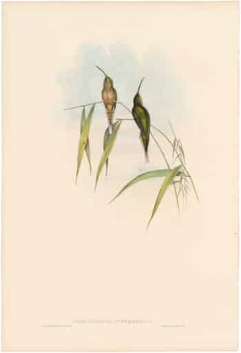 Gould Hummingbirds, Pl. 30, Middle-sized Hermit