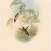 Gould Hummingbirds, Pl. 31, Longuemare's Hermit