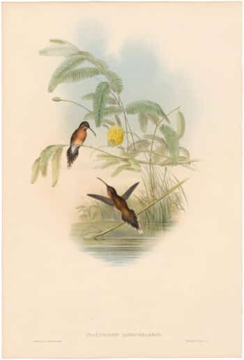Gould Hummingbirds, Pl. 31, Longuemare's Hermit