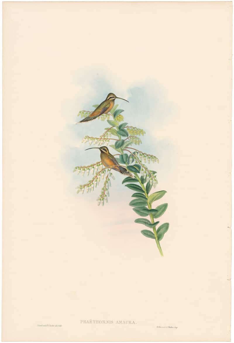 Gould Hummingbirds, Pl. 32, Amaura Hermit