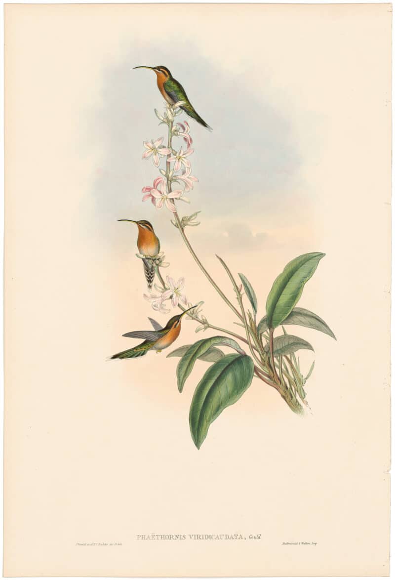 Gould Hummingbirds, Pl. 33, Green-tailed Hermit