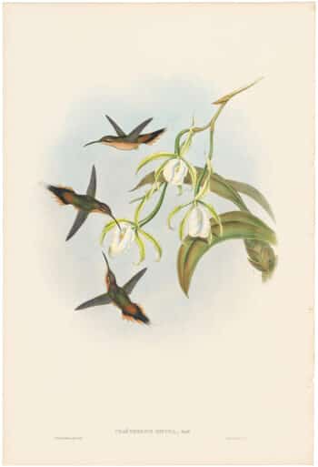 Gould Hummingbirds, Pl. 34, Southern Hermit