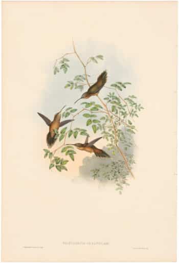 Gould Hummingbirds, Pl. 35, Adolph's Hermit