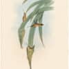 Gould Hummingbirds, Pl. 36, Grey-throated Hermit