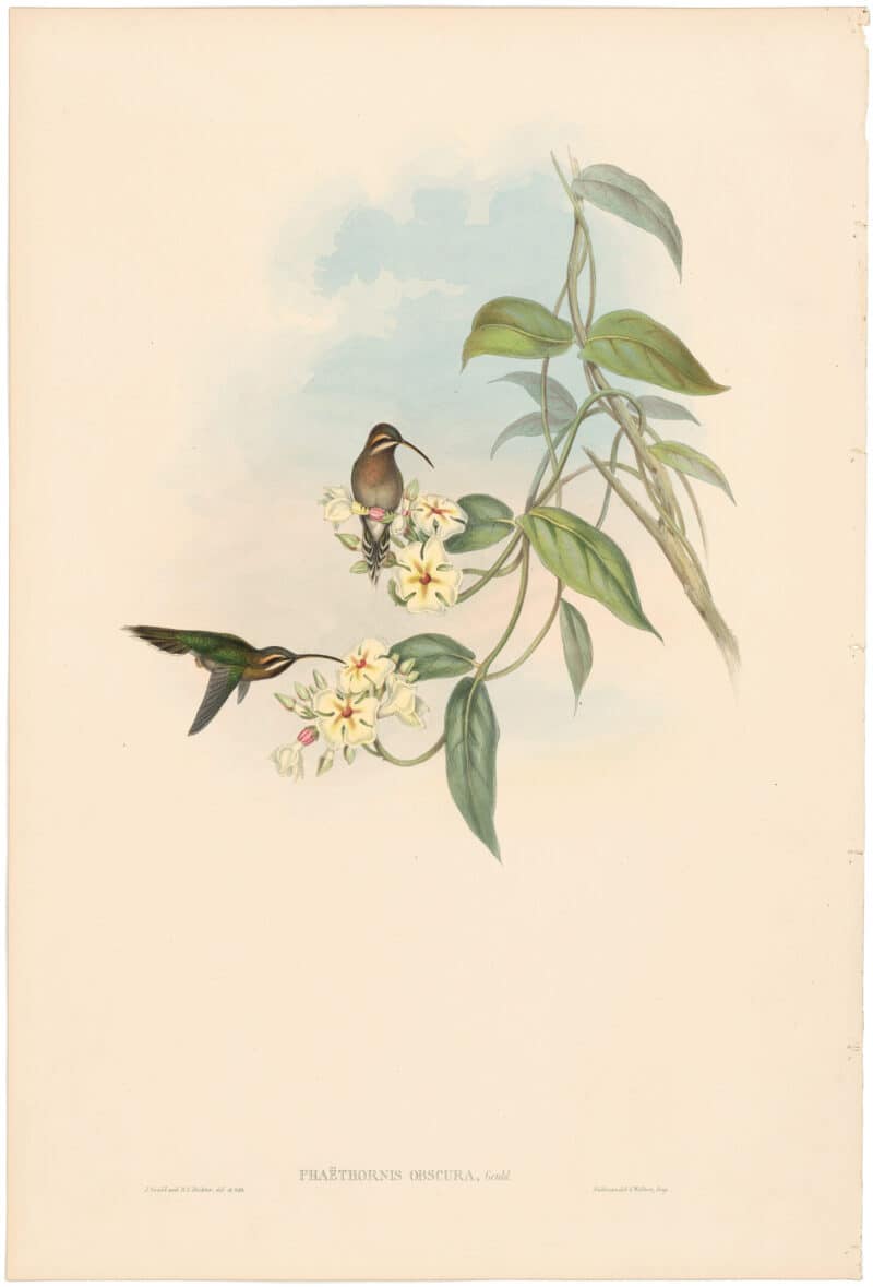Gould Hummingbirds, Pl. 38, Obscure Hermit