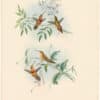 Gould Hummingbirds, Pl. 39, Belted Hermit