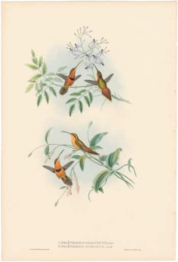 Gould Hummingbirds, Pl. 39, Belted Hermit
