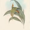 Gould Hummingbirds, Pl. 40, Little Hermit